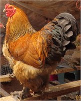 1 Dozen-Hatching Eggs-Standard Brahma Assortment