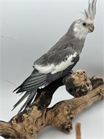 1m 2fm-Cockatiels-Proven adult breeders