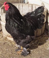 1 Dozen-Hatching Eggs-Black & Mottled Brahma