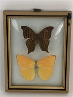 Taxidermy Butterflies Framed w/Bubble Glass