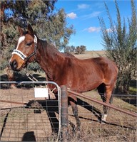 (NSW) ELLE - THOROUGHBRED MARE