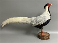 Silver Pheasant Mounted on Wood Base