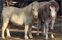 (NSW) PANDA & CALLIE - MINI GELDING & FILLY