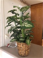 Indoor Table Plant