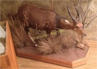 Life-Size  Mount, Limpopo Bushbuck