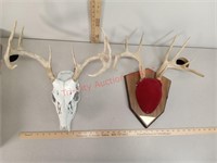 Deer antler and skull mounts