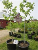 'Franks's Red' Red Maple Tree