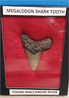 MEGALODON SHARK’S TOOTH FOUND IN WACCAMAW