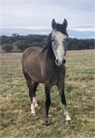 (NSW) JUST ANOTHER QUEEN - ARABIAN PONY FILLY