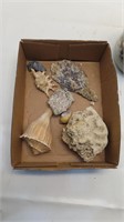 rock and seashell specimens