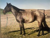 Sapphire is a 6 year old, blue roan, 15 H,