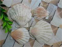 SCALLOP SHELLS ROCK STONE LAPIDARY SPECIMEN