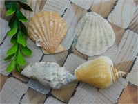 SEA SHELLS ROCK STONE LAPIDARY SPECIMEN