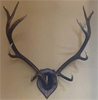 12 Point Elk Antlers on Mount Board