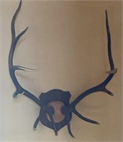 12 Point Elk Horn Mounted on Plaque
