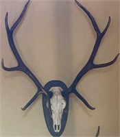 10 Pointed Elk with Skull Mount