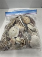 Lot of Assorted Seashells