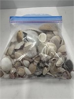 Lot of Assorted Seashells