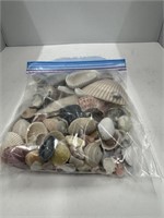 Lot of Assorted Seashells