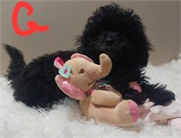 Female-Toy Poodle Puppy-04/01/2024