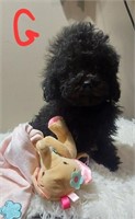 Female#2-Toy Poodle Puppy-04/01/2024