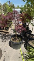 1ea 5Gal Red Dragon Japanese Maple 3ft Tall