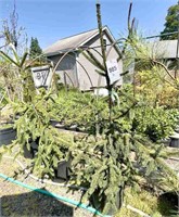 (2) Weeping Norway Spruce - 3 gallon pot - 3.5 ft
