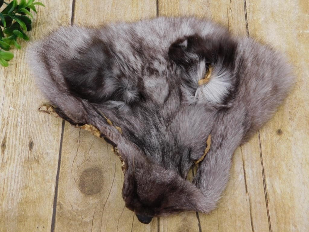 COYOTE FACE PELT TAXIDERMY