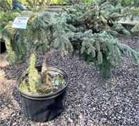 (3) Weeping Blue Spruce - 3 gallon pots