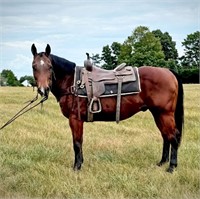 Doc - 14yo Bay QH Gelding