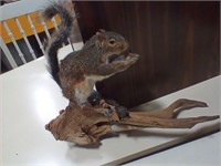 Squirrel mount on driftwood