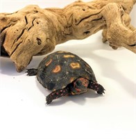 Baby Cherryhead Tortoise, unsexed