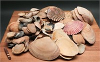 Large Collection of Sea Shells