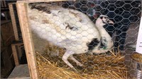 Purple Silver Pied Peacock - 2 Yrs Old