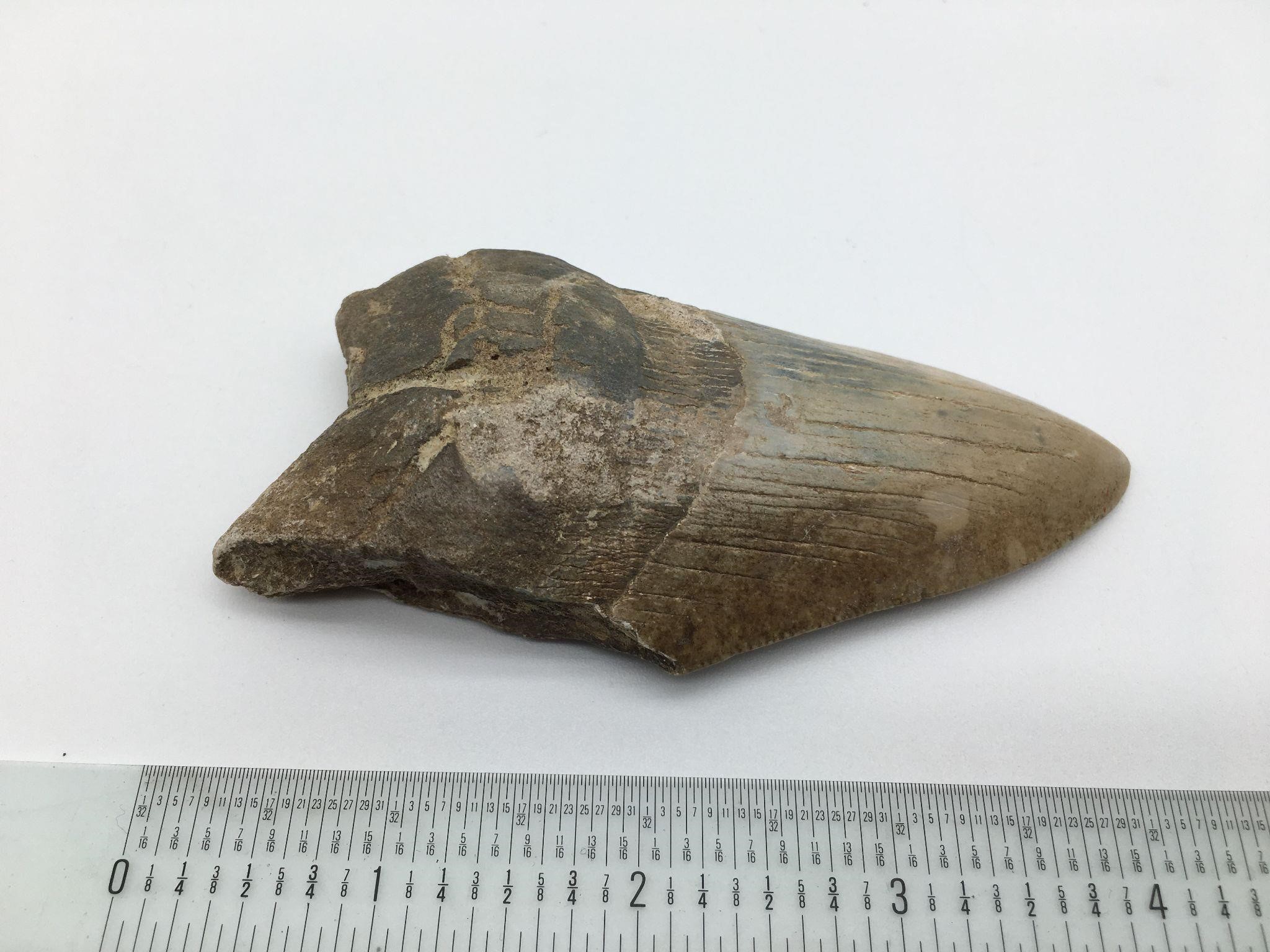 Large Fossilized Sharks Tooth Megalodon