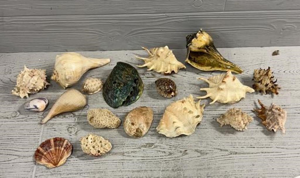 Large Assortment of Unique Shells