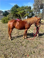 (VIC) MIDGET - QH X PAINT COLT