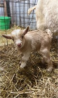Micro Mini Fainting Goat Buckling