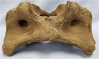 Ancient fossilized  vertebrae 8"               (N
