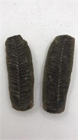 2 Piece Ferm Fossil - Era Unknown