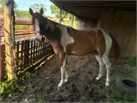 Dun and white Paint gelding