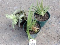(2) Aloe Vera & (1) Succulent Plant