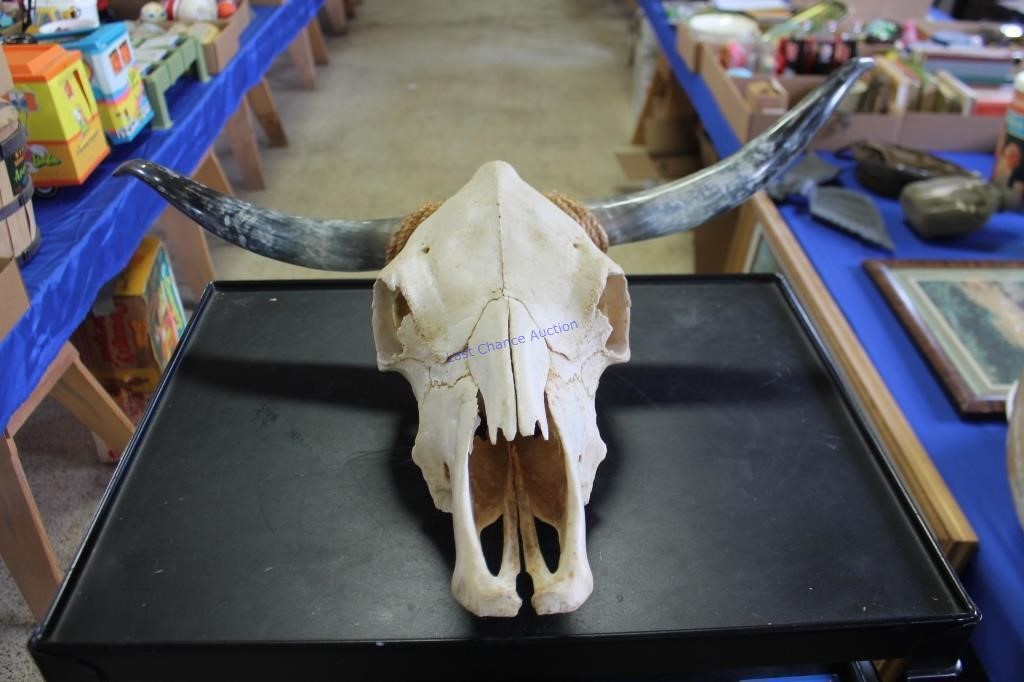 Cow Skull Mount with horns