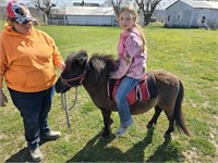 3y/o Stud pony used in petting zoo/rides