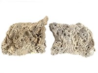 Fossil Agatized Coral, Tampa Bay, Florida