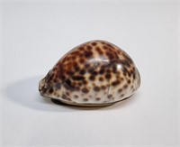 PROBABLY GEORGIAN COWRIE SHELL SNUFF BOX