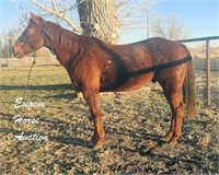 Dualins Top Gun aka Jimbo-12yr-15.2HH-Gelding