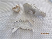 Lot Of Bones Skull Jaw Teeth Mouth With Teeth