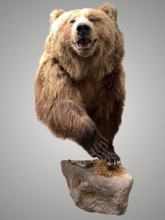Gorgeous grizzly bear shoulder mount, well present