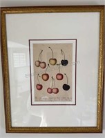 Cherries by Hitchcock 1854, Original Color